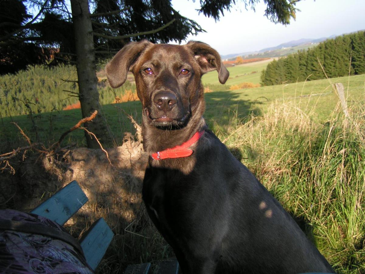 Fewo Talula - Sauerland Mit Hund Medebach Exterior photo