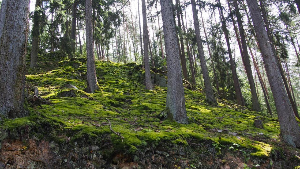 Fewo Talula - Sauerland Mit Hund Medebach Exterior photo